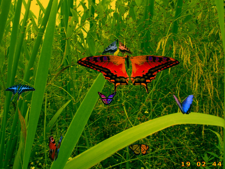 screen,saver,desktop,image,picture,amazing,screen,flash,clock,watch,time,clock,wind,colorful,3D,butterfly,wing,love,spirits,butt