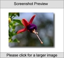 Magnificent Flowers Screen Saver (Full)