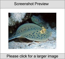 7art Sea Creatures ScreenSaver