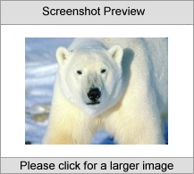 7art Clumsy Bears ScreenSaver