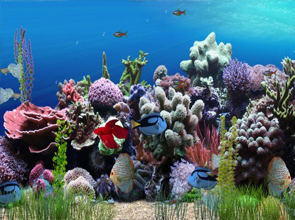 Aquarium Animated Wallpaper Downloader
